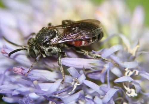 Ammobates sp.
